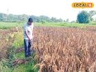 এই বিশেষ 'ধান' চাষে ফলছে 'সোনা'...! খরচ এক, ফায়দা 'ডবল'! 'বড়লোক' হওয়া আটকায় কে?