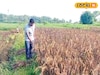 এই বিশেষ 'ধান' চাষে ফলছে 'সোনা'...! খরচ এক, ফায়দা 'ডবল'! 'বড়লোক' হওয়া আটকে কে?