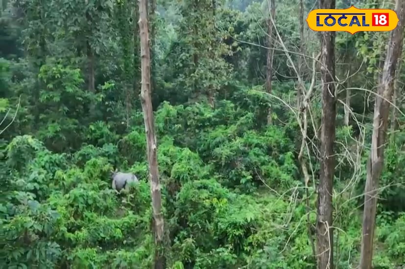 তোর্ষা নদীর জলে বয়ে গিয়ে বেশিরভাগ গণ্ডার কোচবিহার জেলায় চলে গিয়েছিল। কোনওটিকে দেখা যায় লোকালয়ে, আবার কোনওটিকে দেখা যায় জঙ্গলে। 