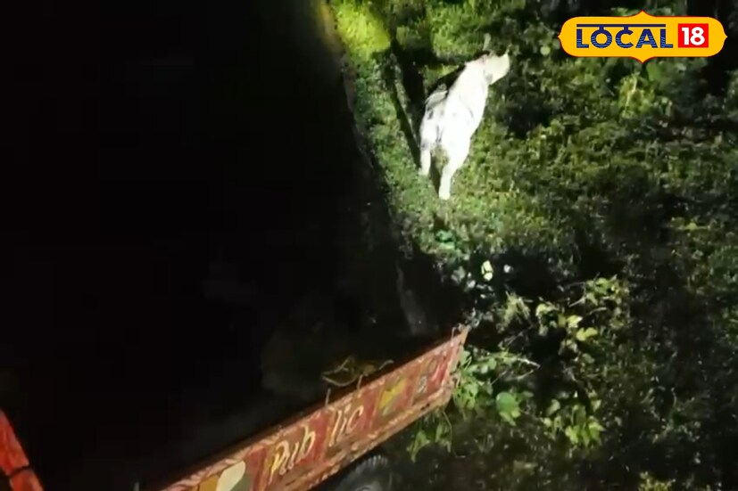 সেগুলির উপর নজর রাখছে বন বিভাগের একটি দল। এই গণ্ডারগুলিকে উদ্ধার করার জন্য ট্যাঙ্কুলাইজ টিম গঠন করা হয়েছে। এই নিয়ে ৮টি গণ্ডার উদ্ধার করা হয়েছে বলে জানা যায়। 