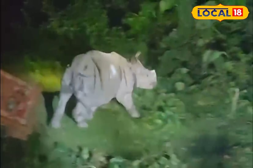 জলদাপাড়া বন বিভাগের তরফে সোমবার আরও দু'টি গণ্ডার উদ্ধার করা হয়েছে। এই গণ্ডার দু'টির বয়স কম বলে জানা যায়। দু'টি গণ্ডারকে জলদাপাড়া জাতীয় উদ্যানে ছাড়া হয়েছে। (ছবি ও তথ্যঃ অনন্যা দে)