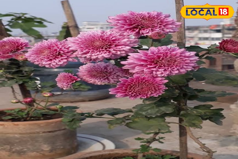 ডালিয়া, চন্দ্রমল্লিকা, এস্টার ও ক্যালেন্ডুলা সহ নানান শীতকালীন ফুল বাড়ির সামনের ছোট্ট জায়গায় শোভা পায় প্রতিটি পরিবারে। ফলে অক্টোবরের মাঝামাঝি থেকে ডিসেম্বরের প্রথম সপ্তাহ পর্যন্ত বিভিন্ন শীতকালীন ফুল গাছের চাহিদা বাজারে দ্বিগুণ হয়। ফলে অত্যন্ত লাভজনক ব্যবসা। 