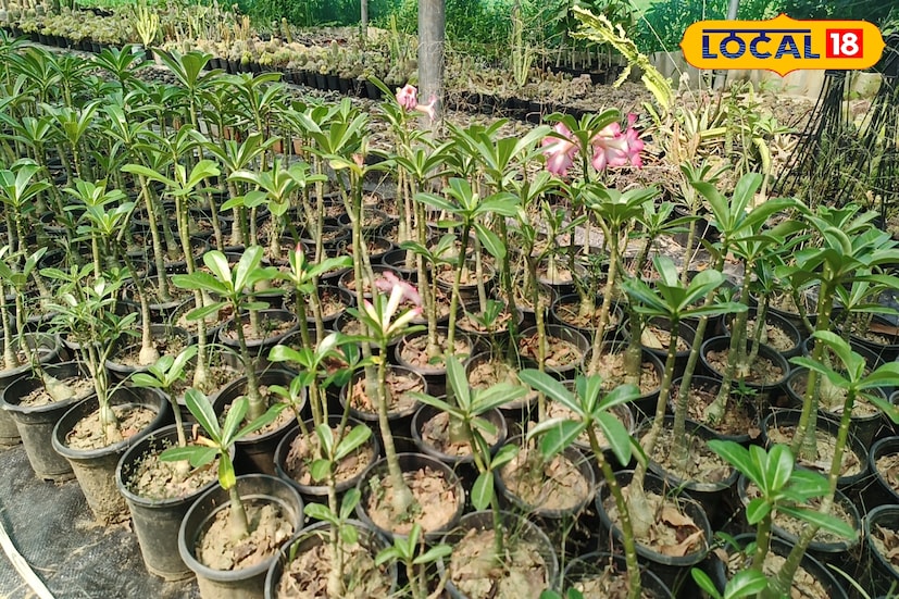 বর্তমান সময়ে গাছ লাগান বহু মানুষ। নার্সারিতে বিভিন্ন ফুল ফলের চারা গাছের চাহিদা বাড়ছে। অন্যদিকে শীতের মুরশুমী বিভিন্ন শীতকালীন ফুল ও ফল চাহিদা দ্বিগুণ বৃদ্ধি পায়। সহজেই এই নার্সারি তৈরি করে বেকার যুবক-যুবতীরা আর্থিকভাবে নিজেরা স্বাবলম্বী হতে পারবে। চারা গাছ তৈরির না জানলেও পাইকারি মূল্যে চারা গাছ কিনে খুচরা বাজারে বিক্রি করেও লাভের পরিমাণ যথেষ্ট ভাল। দৈনিক ৫০০ থেকে ৮০০ টাকা রোজগার করা সম্ভব শীতকালীন ফুলের নার্সারি থেকে। (ছবি ও তথ্য সৈকত শী)
