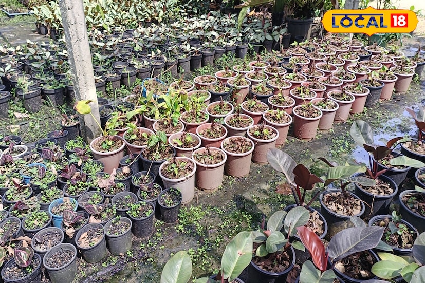 সামান্য খরচে ছোট্ট জায়গায় মুরশুমী ফুল গাছের নার্সারি থেকে মাসিক ১৫ থেকে ২০ হাজার টাকা আয় করা সম্ভব। এ বিষয়ে তপন দাস নার্সারীর মালিক জানান, 