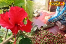 New Business Ideas: কালীপুজোয় ফুলের চাহিদা বাড়ছে! জবা ফুলেই খুলে যাবে আপনার ভাগ্য, আয় হবে মোটা টাকা