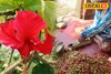 কালীপুজোয় ফুলের চাহিদা বাড়ছে! জবা ফুলেই খুলে যাবে আপনার ভাগ্য, আয় হবে মোটা টাকা