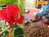 কালীপুজোয় ফুলের চাহিদা বাড়ছে! জবা ফুলেই খুলে যাবে আপনার ভাগ্য, আয় হবে মোটা টাকা