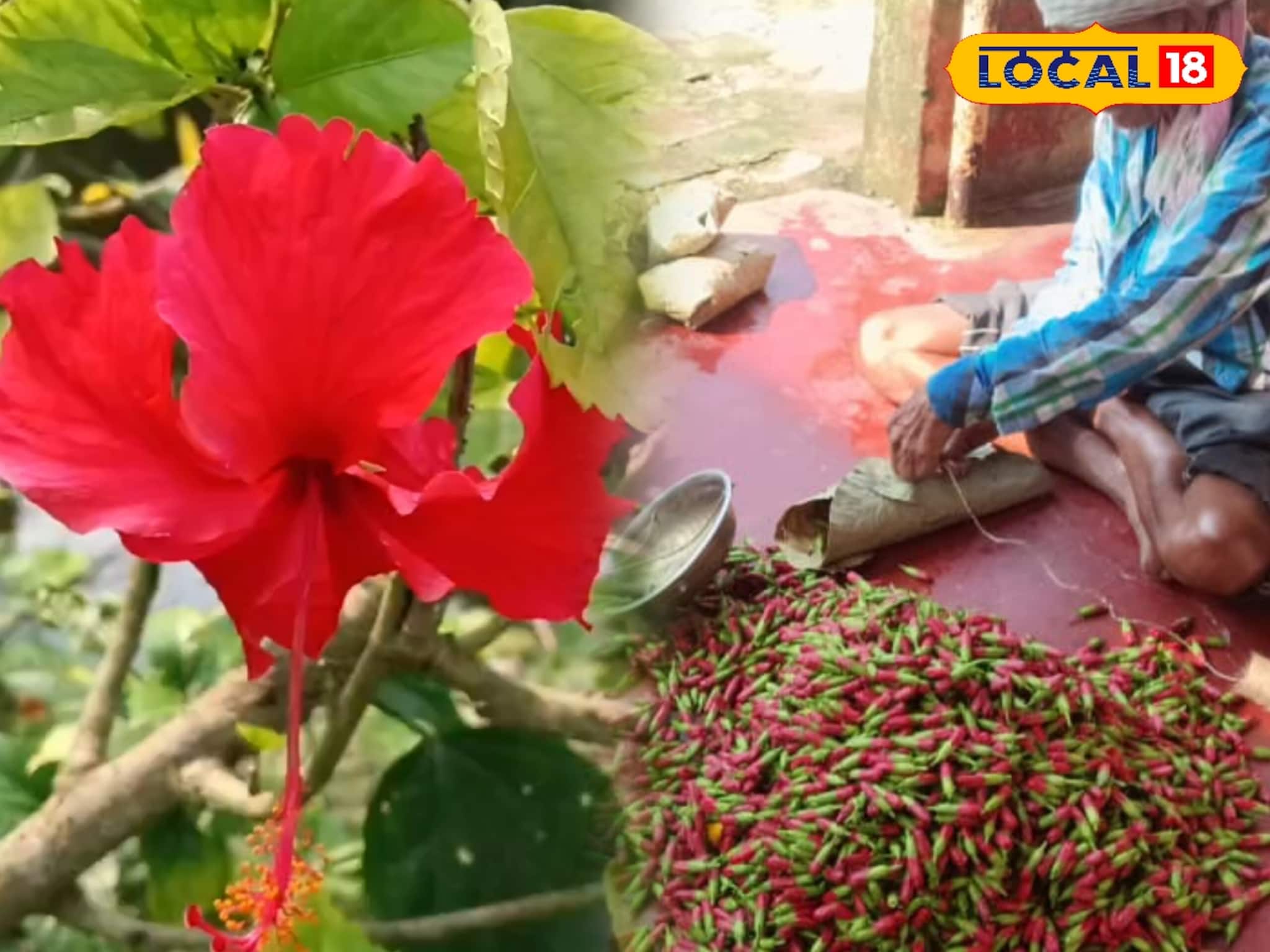 New Business Ideas: কালীপুজোয় ফুলের চাহিদা বাড়ছে! জবা ফুলেই খুলে যাবে আপনার ভাগ্য, আয় হবে মোটা টাকা