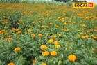 নেপাল,দিল্লি পাড়ি দিচ্ছে পূর্বস্থলীর গাঁদা ফুল, জীবনের সমীকরণ বদলে ফেলেছেন চাষিরা