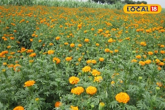 নেপাল,দিল্লি পাড়ি দিচ্ছে পূর্বস্থলীর গাঁদা ফুল, জীবনের সমীকরণ বদলে ফেলেছেন চাষিরা