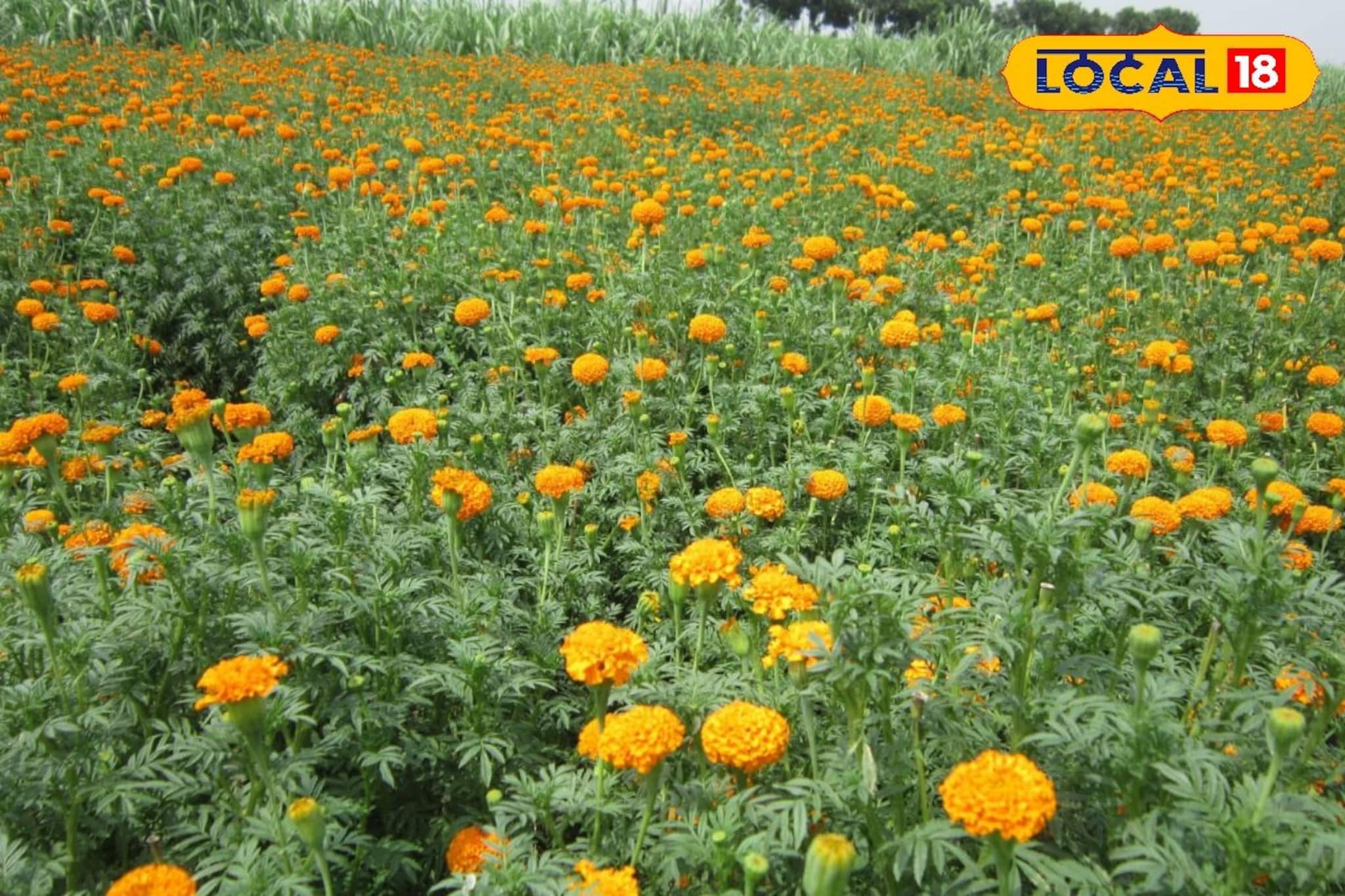নেপাল,দিল্লি পাড়ি দিচ্ছে পূর্বস্থলীর গাঁদা ফুল, জীবনের সমীকরণ বদলে ফেলেছেন চাষিরা