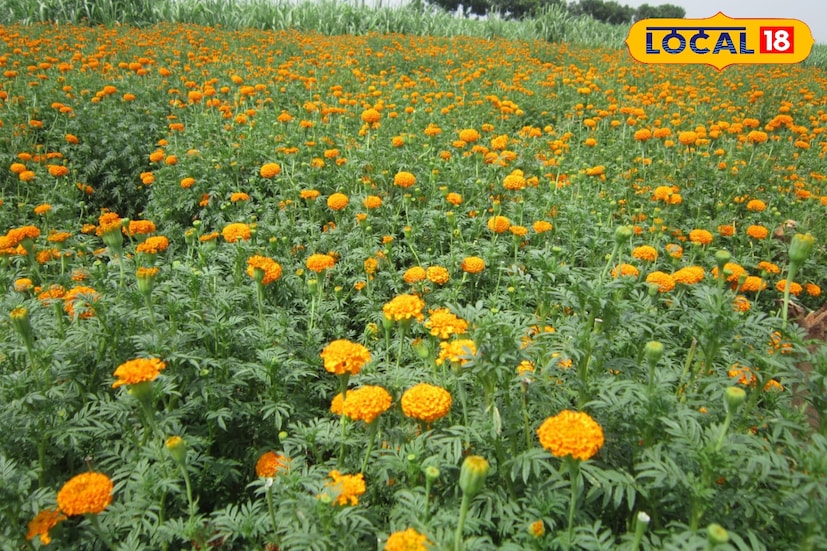 ভাগীরথীর বুকে ঘেরা এই দুই গ্রাম একসময় ছিল নদীভাঙন ও সেচ সমস্যায় জর্জরিত। ধান, তিল বা সর্ষের চাষে লাভ হচ্ছিল না, বরং ক্ষতি বাড়ছিল প্রতিদিন। সেই সময়ই কিছু কৃষক সিদ্ধান্ত নেন বদল আনার, আর সেই পরিবর্তনের মাধ্যম হিসেবে বেছে নেন গাঁদা ফুলের চাষ।তথ্য ও ছবি : বনোয়ারীলাল চৌধুরী