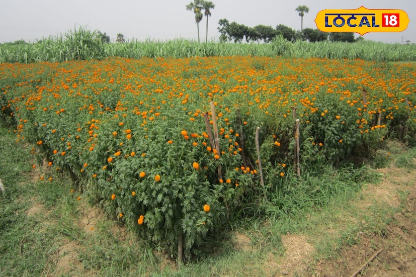 চাষিদের হিসাব অনুযায়ী, এক বিঘা জমিতে খরচ প্রায় ৩০ হাজার টাকা, আর আয় হচ্ছে ৭০ থেকে ৮০ হাজার টাকারও বেশি। স্থানীয় বাজারে যেখানে ২০টি মালার দাম ২৫০ টাকা, সেখানে দিল্লি ও নেপালে সেই মালা বিকোচ্ছে প্রায় ৫০০ টাকায়। ফলে লাভের অঙ্কটা বেড়ে যাচ্ছে অনেকটাই।তথ্য ও ছবি : বনোয়ারীলাল চৌধুরী