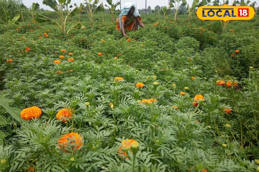 কালীপুজোর আগে ব্যস্ততার চরমে পূর্ব বর্ধমানের ফুলচাষিরা। জেলার পূর্বস্থলী দু’নম্বর ব্লকের ঝাউডাঙা ও হালতাচরায় এখন চোখে পড়ছে গাঁদা ফুলের রঙিন সমারোহ। এই অঞ্চলের মাটিতে এখন শুধু সোনালি-কমলা গাঁদার ঢেউ। তথ্য ও ছবি : বনোয়ারীলাল চৌধুরী