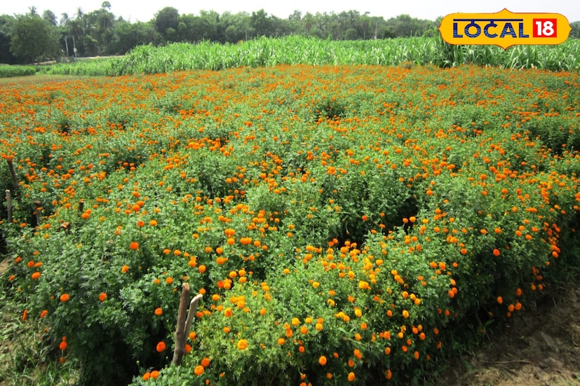 স্থানীয় চাষিরা জানাচ্ছেন, এখন তাঁদের ফুল যাচ্ছে শুধু রাজ্যের বাজারেই নয়, দিল্লি ও নেপালেও। কালনা ও কৃষ্ণনগরের হিমঘর থেকে ভ্যানে করে প্রতিদিন পাঠানো হচ্ছে ফুল। বাইরে থেকে ক্রেতারাও আসছেন সরাসরি মাঠে, আগাম অর্ডারও দিচ্ছেন । তথ্য ও ছবি : বনোয়ারীলাল চৌধুরী