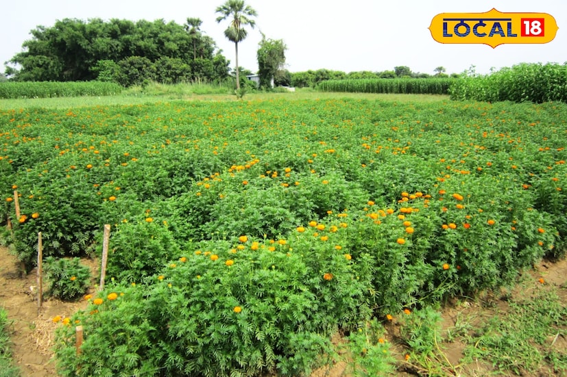 আজ সেই সিদ্ধান্তই এনে দিয়েছে নতুন আশার আলো। ধানক্ষেতের জায়গা দখল করেছে গাঁদার চাষ। বিঘের পর বিঘে জমিতে এখন ফুটছে রঙিন ফুল, আর সেই ফুলই আজ বদলে দিয়েছে ঝাউডাঙা ও হালতাচরার চাষিদের ভাগ্য। তথ্য ও ছবি : বনোয়ারীলাল চৌধুরী