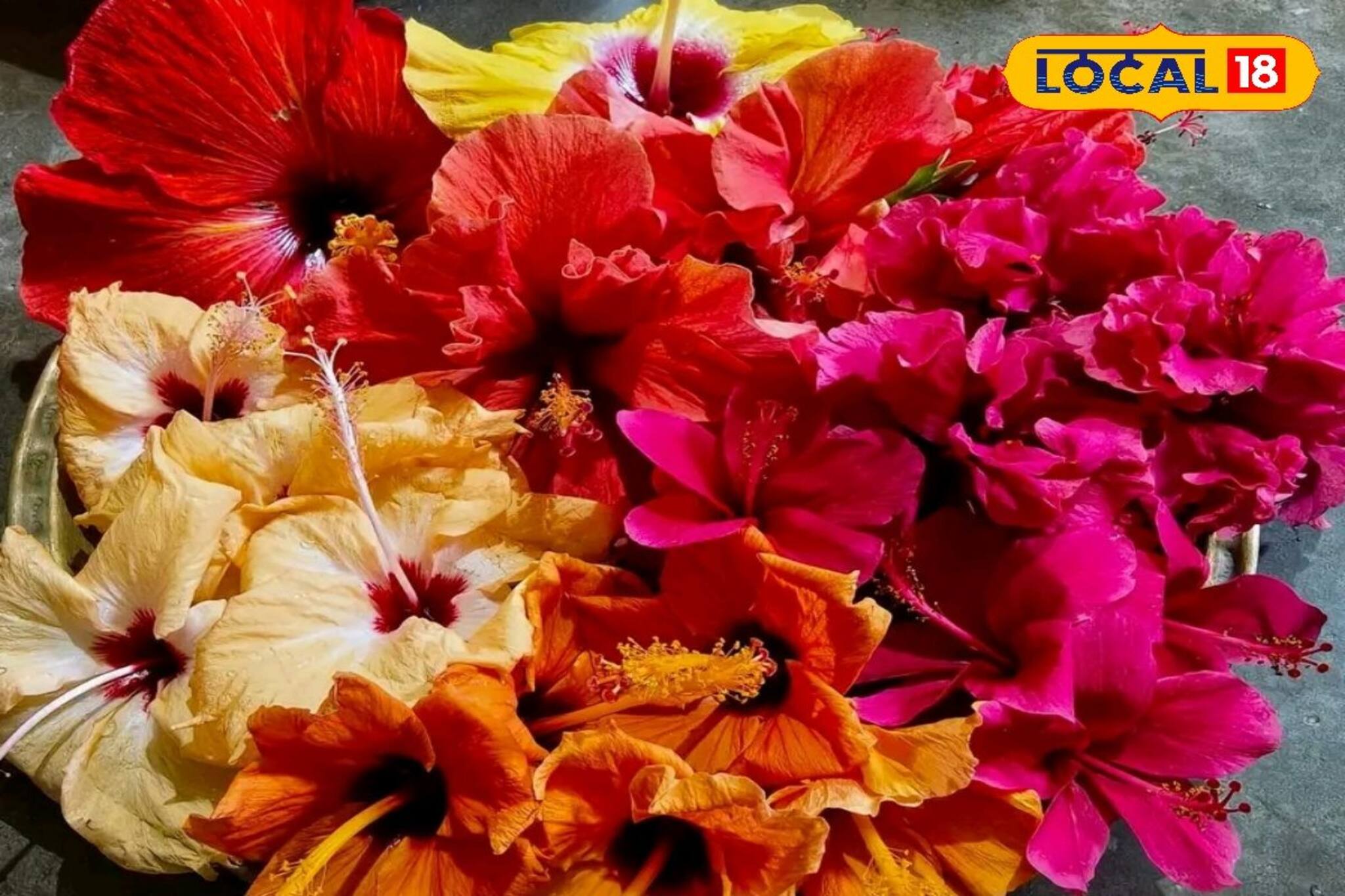 Money Making Tips: কালীপুজোয় জবা ফুলেই খুলে যাবে আপনার ভাগ্য, আয় হবে মোটা টাকা! কীভাবে বিনিয়োগ করে দ্বিগুণ লাভ করবেন?