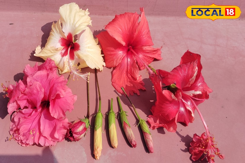 দুর্গাপুজোয় যেরকম পদ্মফুলের চাহিদা থাকে, তেমনই জবা ফুল ছাড়া কালীপুজো পূর্ণতা পায় না। ফুলচাষিরা বছরের এই সময়টার দিকেই তাকিয়ে থাকেন। বর্তমানে এক হাজার জবার দাম যাচ্ছে ১০০০ টাকা।