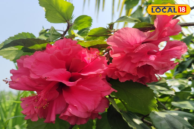 এবছর জবাফুলের ব্যাপক ফলন হয়েছে‌। ফলে বাড়তি চাহিদা পূরণ করা সম্ভব হবে বলে মনে করছেন কৃষকরা। এ নিয়ে মথুরাপুরের এক জবা ফুলচাষি মহাদেব হালদার জানিয়েছেন, কালী পুজো বেড়েছে ফলে জবার চাহিদা বেড়েছে।