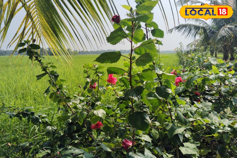 জবা ফুলের গাছ লাগালে খুব একটা পরিচর্যা করতে হয়না। যে কোনো জায়গায় এই গাছ লাগানো যায়। বেশ কয়েক বছর ধরে এই গাছ থেকে ফুল পাওয়া যায়। ফলে এই চাষ করে লাভ পাওয়া যাচ্ছে।