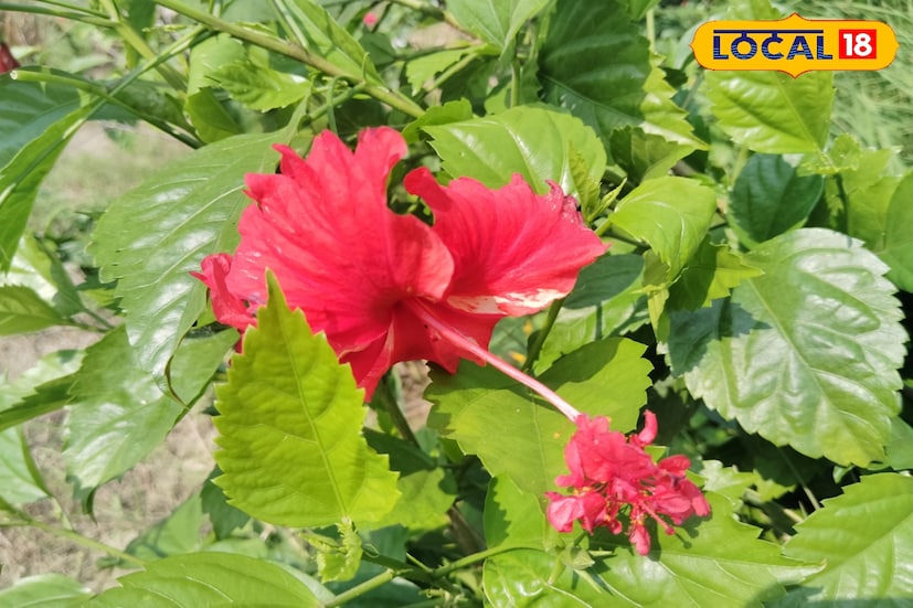 এই ফুল চাষ করতে খুব একটা খরচ নেই। ফলে ফুল বিক্রি করে যা হয় পুরোটাই লাভ পাওয়া যায়। ফুল বেশি হলে এখন কোল্ড-স্টোরেজে স্টোর করাও যায়।