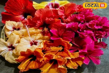 কালীপুজোয় জবা ফুলেই খুলে যাবে আপনার ভাগ্য, আয় হবে মোটা টাকা! কালীপুজোয় জবা ফুলেই খুলে যাবে আপনার ভাগ্য, আয় হবে মোটা টাকা!