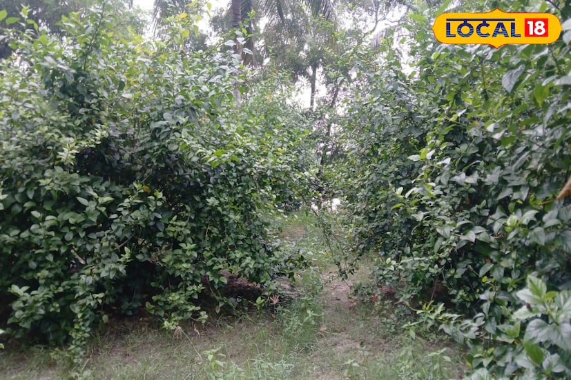 জবা ফুল চাষ নতুন করে ফুল চাষীদের মুখে হাসি ফোটাচ্ছে। এই ফুল যে এখন উপার্জনের মাধ্যম হতে পারে তা এখন বুঝতে পারছেন কৃষকরা। পরের বছর আরও বেশি করে চাষ করার পরিকল্পনা রয়েছে তাদের। (ছবি ও তথ্য: নবাব মল্লিক)