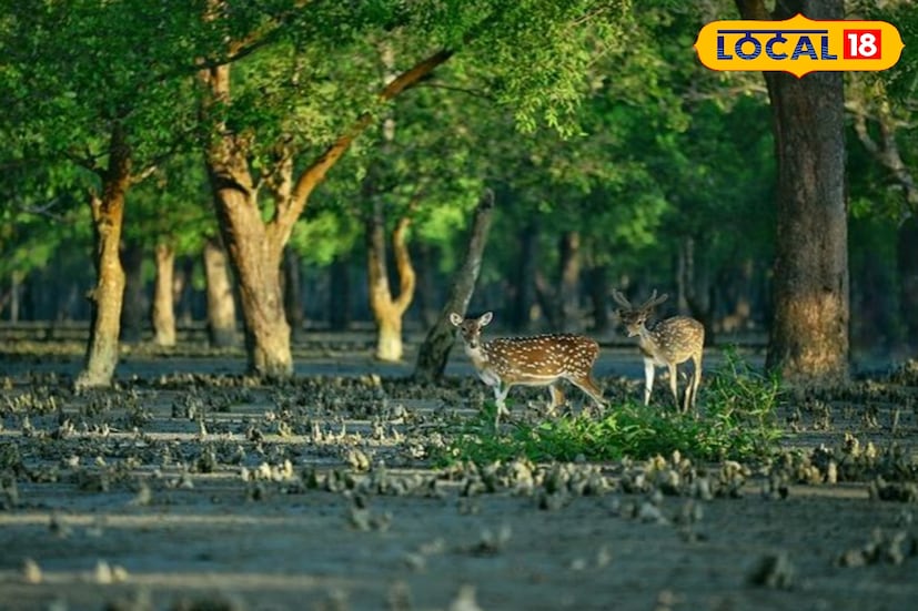 সুন্দরবন মানেই বন্যপ্রাণের রাজ্য। এটি রয়্যাল বেঙ্গল টাইগার, হরিণ, কুমির, বন্য শূকর ও নানা প্রজাতির পাখি ও সরীসৃপের আবাসস্থল। তাই কোনো অবস্থাতেই গাইডের অনুমতি ছাড়া জঙ্গলের ভিতরে প্রবেশ করা বা প্রাণীর কাছে যাওয়া ঠিক নয়। প্রাণী দেখলে উত্তেজিত না হয়ে নিরব থাকুন, যাতে তাদের স্বাভাবিক আচরণে ব্যাঘাত না ঘটে।
