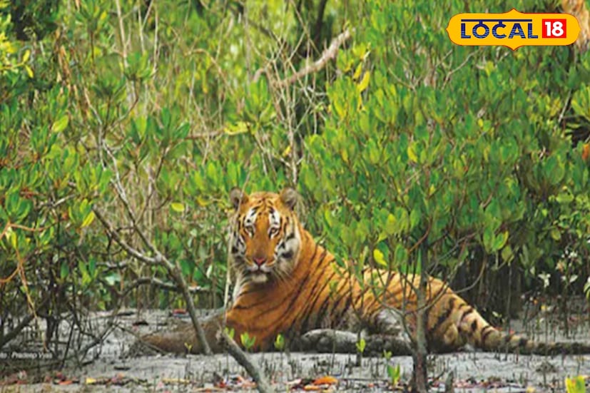 বনে ভ্রমণের সময় অনুমোদিত নৌকা ও প্রশিক্ষিত গাইড নেওয়া বাধ্যতামূলক। কারণ, সুন্দরবনের বড় অংশটাই জোয়ার-ভাটার ওপর নির্ভরশীল এবং কিছু জায়গা বেশ বিপজ্জনক। নৌকায় চলাচলের সময় লাইফ জ্যাকেট পরে থাকা জরুরি। ট্যুর বুক করার আগে নৌকার নিরাপত্তা ব্যবস্থা ও থাকার ফ্যাসিলিটি ভালোভাবে দেখে নেওয়াই বুদ্ধিমানের কাজ।