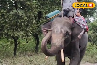 পুরস্কৃত করা হবে জলদাপাড়া এবং গরুমারার কুনকি হাতিদের 