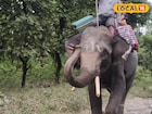পুরস্কৃত করা হবে জলদাপাড়া এবং গরুমারার কুনকি হাতিদের 