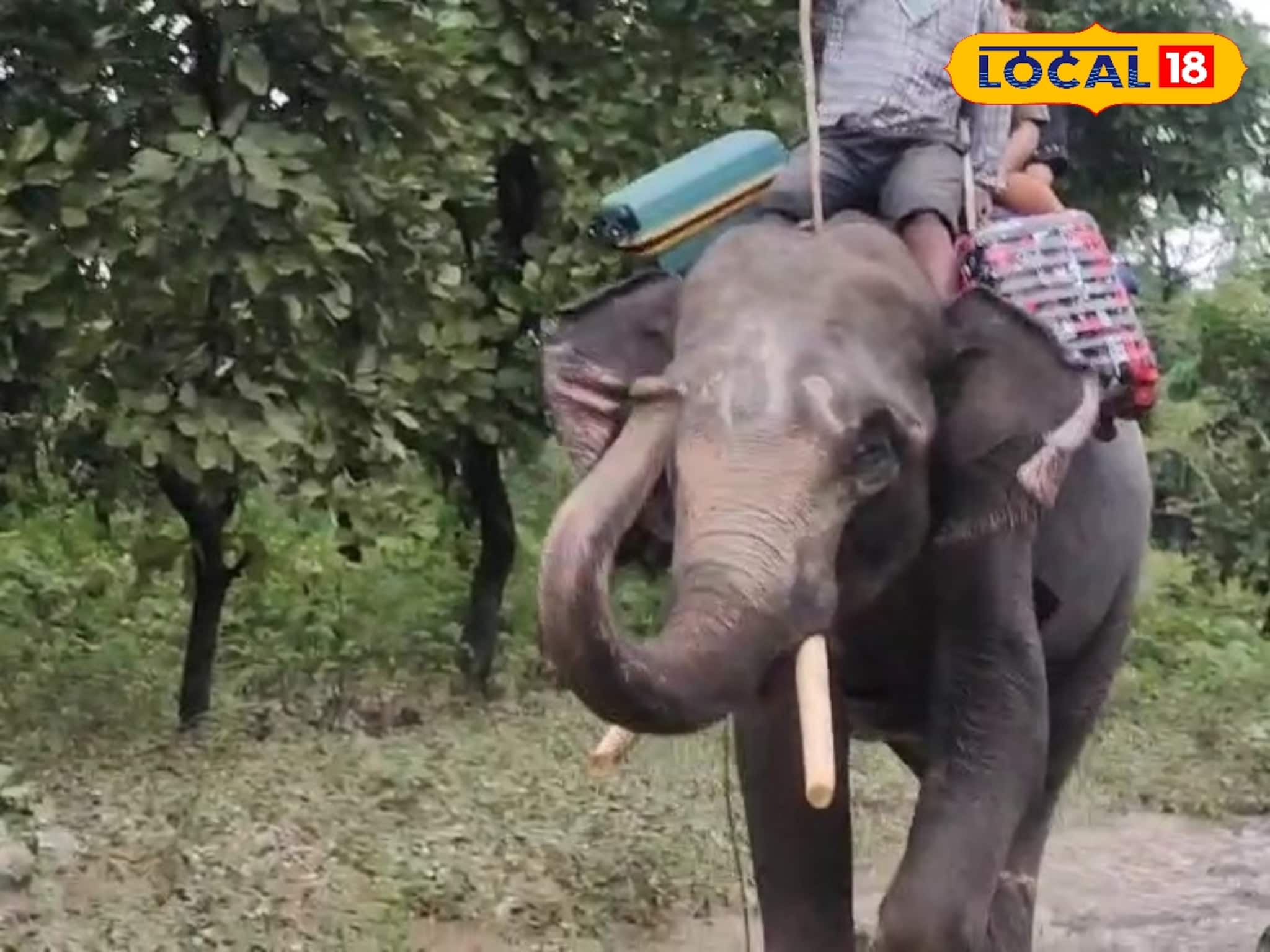 Elephant to get Prize: বন‍্যায় তাঁদের সাহায‍্য মনে আছে সবার! পুরস্কৃত করা হবে জলদাপাড়া এবং গরুমারার কুনকি হাতিদের 