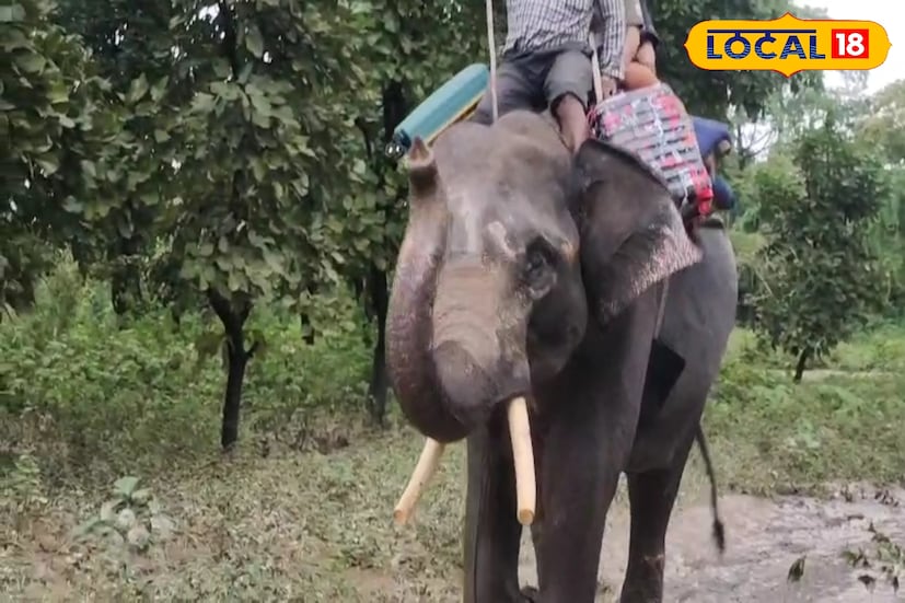 তবে এরা তো হাতি। মানুষ তো আর নয়, তাই এদের পুরস্কার হবে অন্য রকমের। উত্তরীয়, সার্টিফিকেট দেওয়া হবে না তাঁদের।বন দফতরের তরফে জানা গিয়েছে তাঁদের সার্ভিস বুকে এই পরিষেবার কথা উল্লেখ থাকবে যাতে অবসরের পর তারা কিছু সুবিধা পায়।