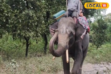 পুরস্কৃত করা হবে জলদাপাড়া এবং গরুমারার কুনকি হাতিদের পুরস্কৃত করা হবে জলদাপাড়া এবং গরুমারার কুনকি হাতিদের