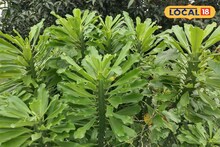 Mansa Plant Ayurvedic Benefits: আগাছা বলে অবহেলা নয়, অযত্নে বেড়ে ওঠা এই গাছ জটিল রোগের 'ব্রহ্মাস্ত্র', কানের যন্ত্রণা থেকে পাইলস... সবেতেই কার্যকর! আপনিও চিনে নিন