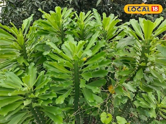 আগাছা বলে অবহেলা নয়, অযত্নে বেড়ে ওঠা এই গাছ জটিল রোগের 'ব্রহ্মাস্ত্র'