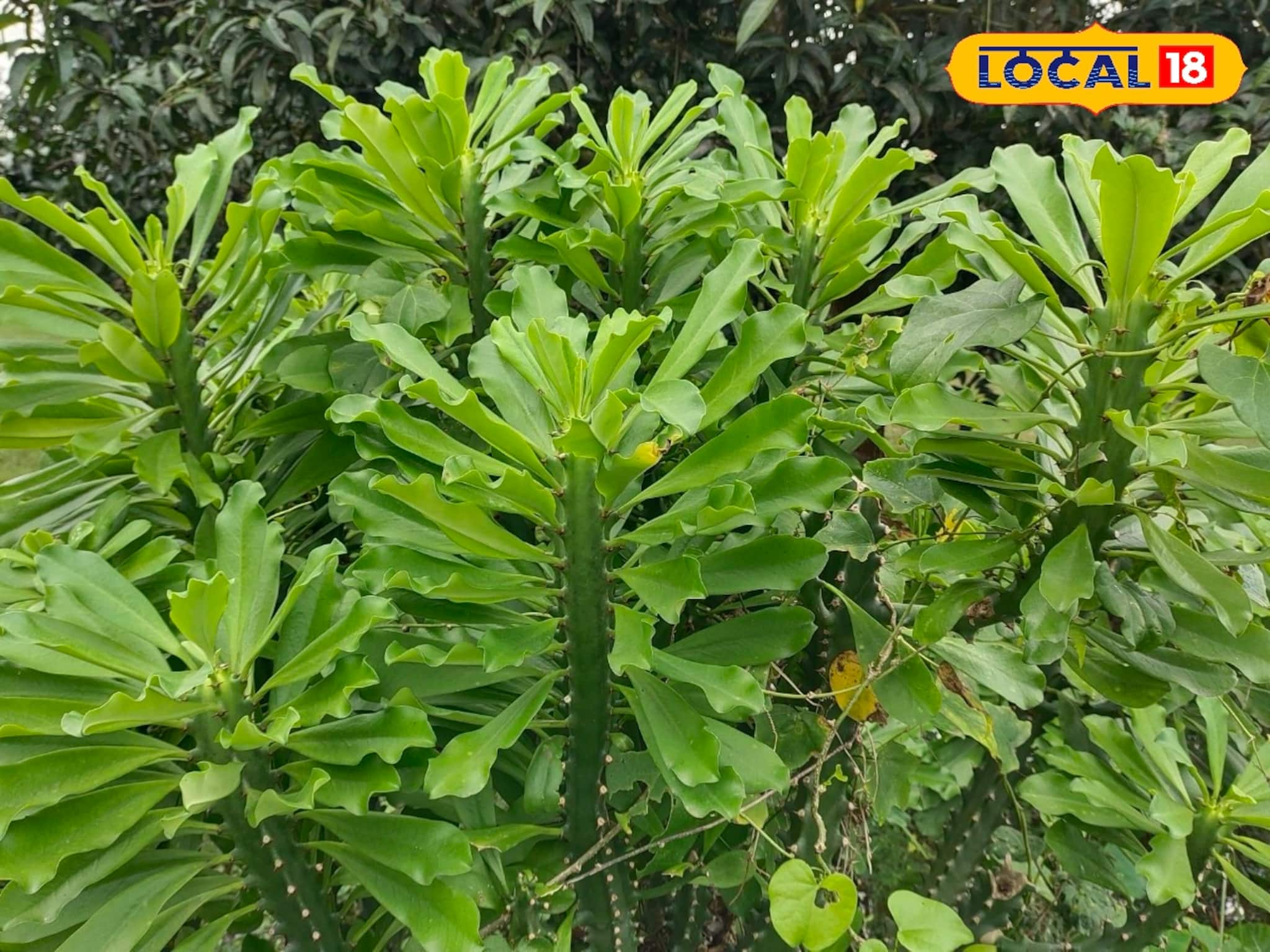 আগাছা বলে অবহেলা নয়, অযত্নে বেড়ে ওঠা এই গাছ জটিল রোগের 'ব্রহ্মাস্ত্র'