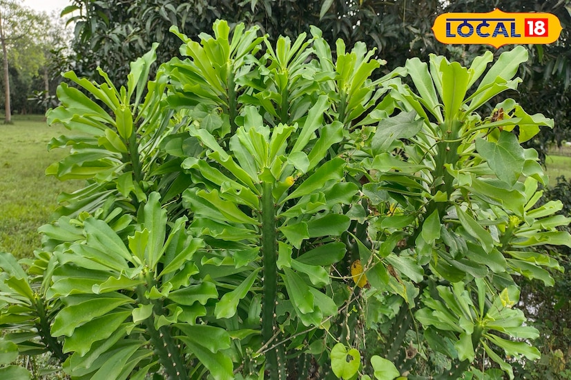 আয়ুষ চিকিৎসক বিশ্বজিৎ ঘোষ জানান, মনসা গাছ সাধারণত ঔষধি গুণাগুণে ভরপুর এবং এটি বিভিন্ন ধরনের অসুস্থতা নিরাময়ে ব্যবহৃত হয়। এই উদ্ভিদে এন্টিমাইক্রোবিয়াল গুন রয়েছে যা মানুষের ফুসকুড়ি ও ত্বকের সমস্যা, কাটার আঘাত, বাতের ব্যথা, এবং হাঁপানি ইত্যাদি বিভিন্ন শারীরিক রোগ নির্ণয়ে কাজে আসে।