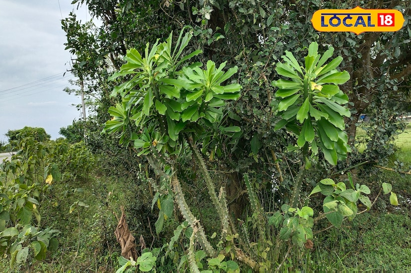 তবে শোধন অবস্থায় বিশেষজ্ঞ চিকিৎসকের পরামর্শে উপযুক্ত মাত্রায় বা এই ভেষজ নির্মিত ওষুধ সেবনে কোনও সমস্যা নেই। যদিও এই উদ্ভিদ বা ভেষজ ব্যবহারের আগে আয়ুর্বেদ চিকিৎসকের পরামর্শ নেওয়া প্রয়োজনিয়।(ছবি ও তথ্য: জিএম মোমিন)
