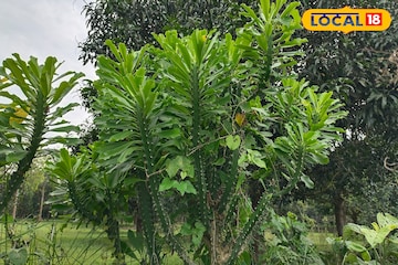আগাছা বলে অবহেলা নয়, অযত্নে বেড়ে ওঠা এই গাছ জটিল রোগের 'ব্রহ্মাস্ত্র' আগাছা বলে অবহেলা নয়, অযত্নে বেড়ে ওঠা এই গাছ জটিল রোগের 'ব্রহ্মাস্ত্র'