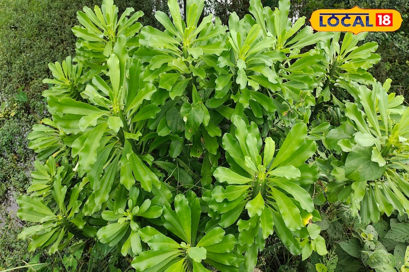 কানের যন্ত্রনা, ত্বকের বিভিন্ন সমস্যা, পাইলস, ফিস্টুলা ইত্যাদি শারীরিক রোগের চিকিৎসার ক্ষেত্রে এই উদ্ভিদের আয়ুর্বেদিক ব্যবহার রয়েছে। আয়ুর্বেদ চিকিৎসকদের মতে এই উদ্ভিদের পাতার সেক ব্যথা কমাতে সহায়ক এবং এর পাতার রস কানের যন্ত্রনা উপশম করে এবং ব্রণ, জ্বর, প্লীহা রোগ ইত্যাদি বিভিন্ন রোগে এর ঔষধী ব্যবহার রয়েছে।