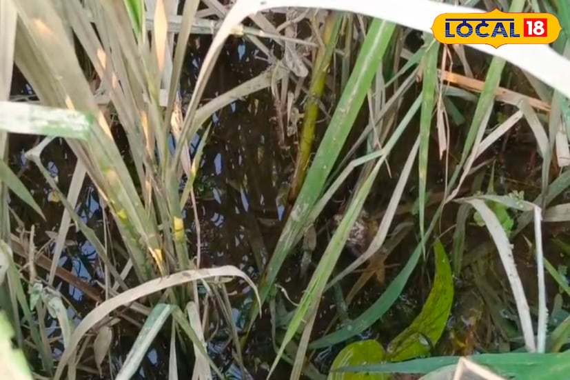 তবে পুনর্গঠন কাজে এখনই গতি আনা যাচ্ছে না। কারণ, অনেক বন্যাদুর্গত এখনও বাঁধ ও রাস্তার উপরেই আশ্রয় নিয়েছেন। সেচ দফতরের কর্মীদের কথায়, পরিস্থিতি কিছুটা স্বাভাবিক না হওয়া পর্যন্ত যন্ত্রপাতি, ডিজেল ও পেট্রোল পৌঁছে দেওয়া সম্ভব নয়। উত্তরবঙ্গের এই কৃষিনির্ভর অঞ্চলে বন্যার ক্ষত এখনও শুকায়নি, কিন্তু আশা...মানুষ ও প্রশাসন একসঙ্গে এগিয়ে এলে আবারও সবুজে ঢেকে উঠবে মাঠের পর মাঠ!