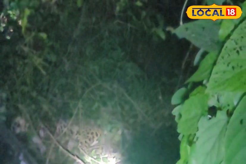 গতকাল রাতে প্রধান সড়কের ধারে দেখা যায় লেপার্ডটিকে।বন কর্মীদের অনুমান সম্ভবত কোনও গাড়ির ধাক্কায় আহত হয়েছিল লেপার্ডটি। বন কর্মীরা পর্যটক এবং গাড়ির চালকদের ধন্যবাদ জানিয়েছেন।