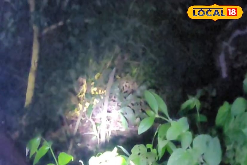 আলিপুরদুয়ার, অনন্যা দে: সড়কের ধার থেকে আহত এক লেপার্ডকে উদ্ধার করল বনকর্মীরা। এদিন রাতে হাসিমারা ও মাদারিহাটের মাঝে সড়কের ধারে আহত অবস্থায় পড়ে ছিল একটি লেপার্ড। অন্যান্য গাড়ির চালক এবং পর্যটকরা দেখে বন কর্মীদের খবর দিলে উদ্ধার হয় লেপার্ডটি। চিকিৎসা চলছে লেপার্ডটির বলে জানা যায়।