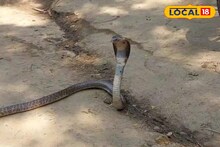Snake: সর্বনাশ! বাড়ির মধ্যে এত বছর ধরে এগুলো কী! গোটা পরিবার নিয়ে বিষধরের বাস! আর একটু হলেই...
