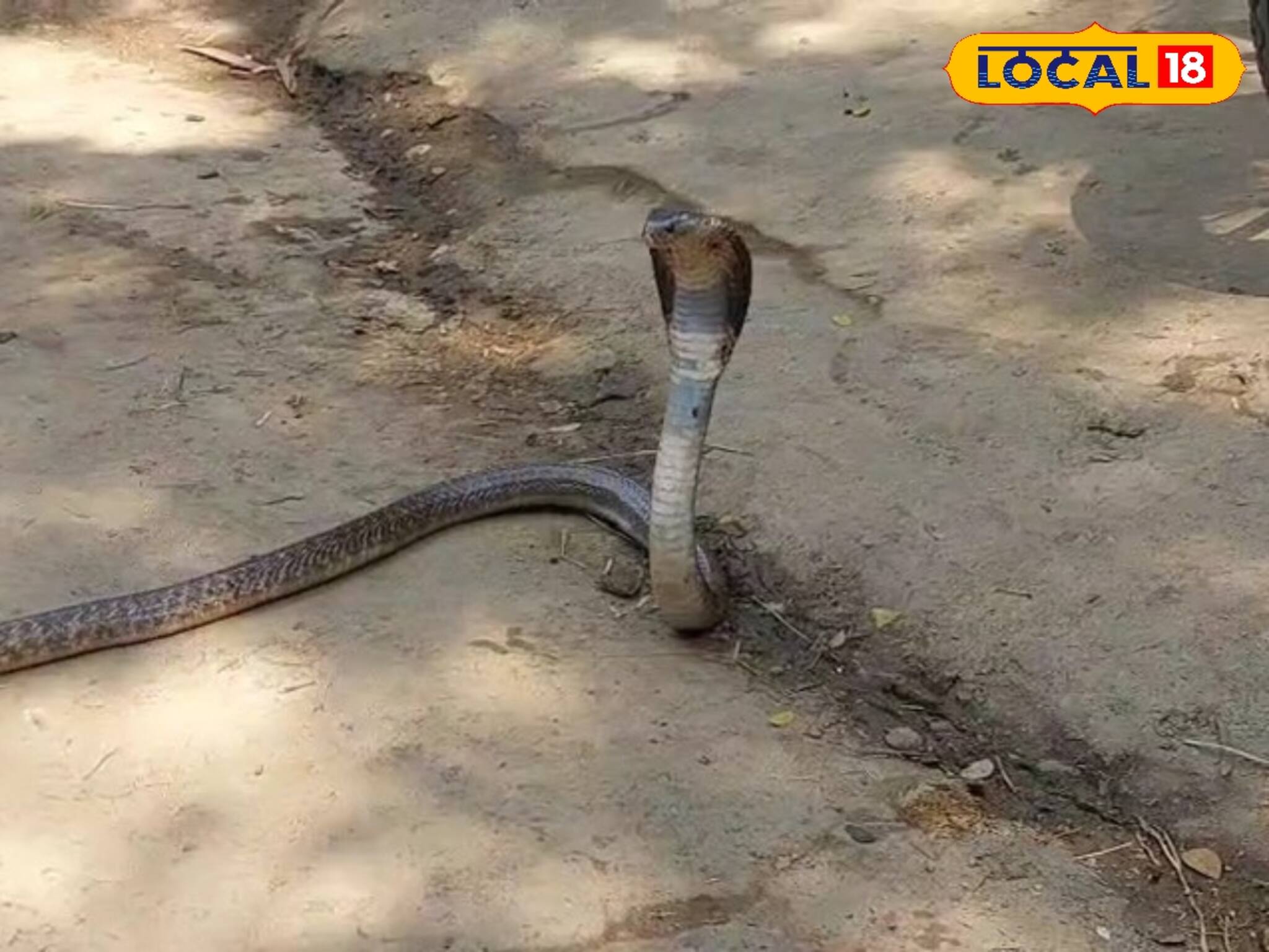 Snake: সর্বনাশ! বাড়ির মধ্যে এত বছর ধরে এগুলো কী! গোটা পরিবার নিয়ে বিষধরের বাস! আর একটু হলেই...