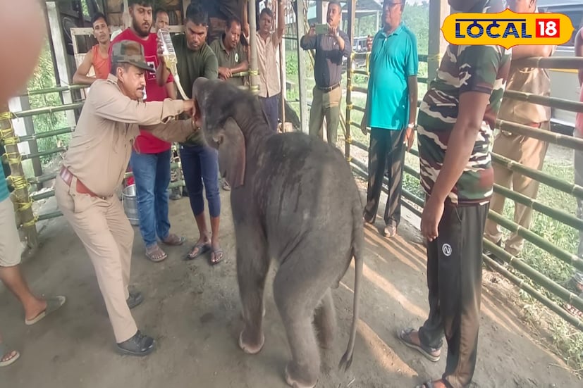 প্রাকৃতিক দুর্যোগ ও নদীর তীব্র স্রোতে ভেসে যাওয়া প্রায় ১৫ দিনের এক মাদি হস্তিশাবককে উদ্ধার করে নিরাপদ আশ্রয় দেওয়া হয়েছে জলদাপাড়ায়। ঘটনাটি ঘটেছিল গত ৫ অক্টোবর কার্শিয়াং মহকুমার মেচি নদীতে।