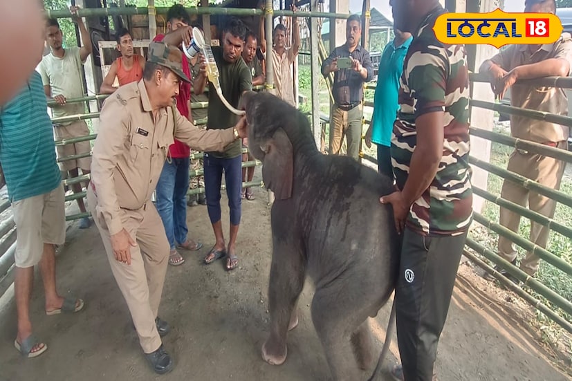 সেদিন উত্তরবঙ্গ জুড়ে বন্যা পরিস্থিতির উদ্ভব হয়। নদীর প্রবল স্রোতে ভেসে যায় হস্তিশাবকটি। প্রথমে তা কার্শিয়ংয়ের তারাবাড়ি এলাকায় মায়ের দল থেকে বিচ্ছিন্ন হয়ে পড়ে এবং পরে ভেসে যায় সীমান্ত লাগোয়া মণিরাম এলাকায়। সেখানে ভারত ও নেপালের স্থানীয় মানুষ এবং দুই দেশের প্রশাসনের যৌথ প্রচেষ্টায় নদী থেকে শাবকটিকে জীবিত উদ্ধার করা হয়।