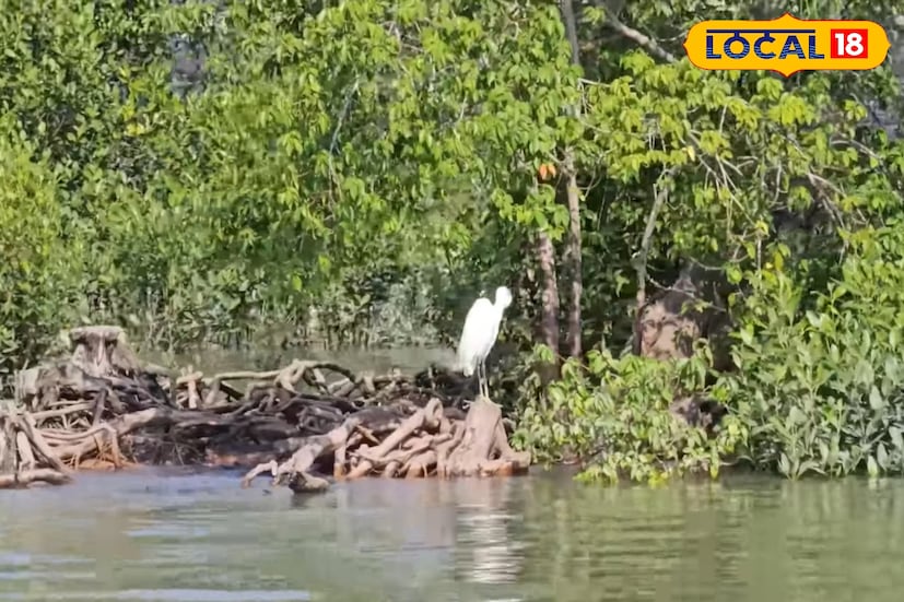 ইতিহাস বলছে, সুন্দরবন খুব বেশি প্রাচীন নয়। দুই থেকে তিন হাজার বছর আগেও এই ভূখণ্ড ছিল সমুদ্রগর্ভে। গঙ্গা, ব্রহ্মপুত্র ও মেঘনা নদীর বহমান স্রোতে ক্রমাগত পলি জমে ধীরে ধীরে গঠিত হয়েছে এই বিশাল বদ্বীপ। প্রাকৃতিক প্রক্রিয়ায় জন্ম নেওয়া এই ভূমি আজ বিশ্বের এক অনন্য জীববৈচিত্র্যের আধার।