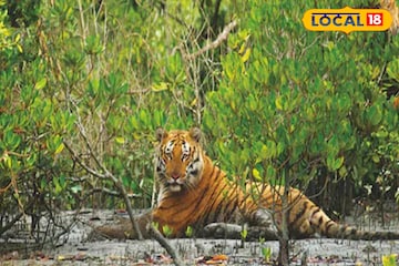 সুন্দরবনের নাম 'সুন্দরবন' হল কীভাবে? রয়েছে নানা মত! তবে সেসব অধিকাংশেরই অজানা সুন্দরবনের নাম 'সুন্দরবন' হল কীভাবে? রয়েছে নানা মত! তবে সেসব অধিকাংশেরই অজানা